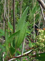 Rumex verticillatus