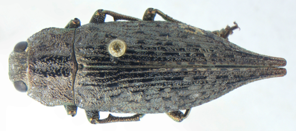 Dicerca hesperoborealis