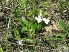 Viola accrescens