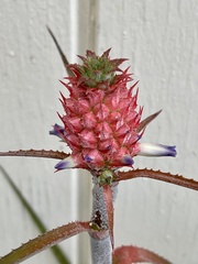 Ananas comosus microstachys