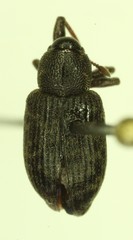 Notaris puncticollis
