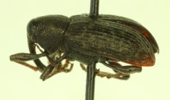 Notaris puncticollis