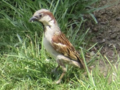 Passer domesticus