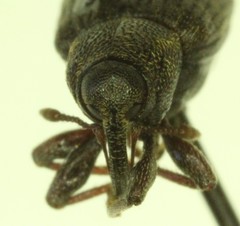 Notaris puncticollis