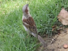 Passer domesticus