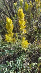 Castilleja flava