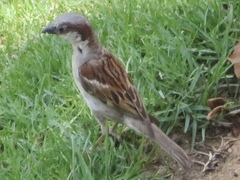 Passer domesticus