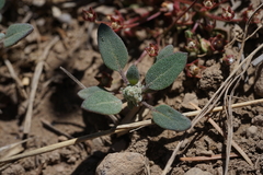 Chenopodium atrovirens