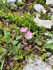 Primula farinosa