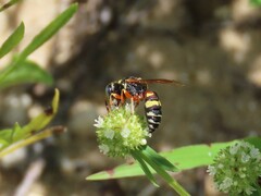 Philanthus ventilabris