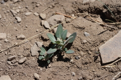 Chenopodium atrovirens