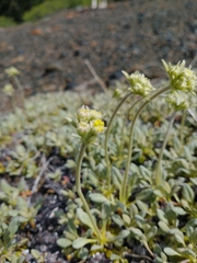 Eriogonum ternatum