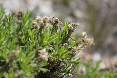 Ericameria compacta