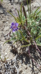 Penstemon penlandii