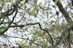 Mitrephanes phaeocercus