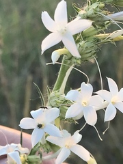 Ipomopsis aggregata candida