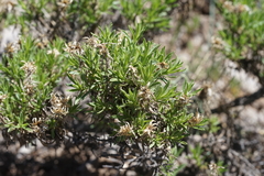 Ericameria compacta