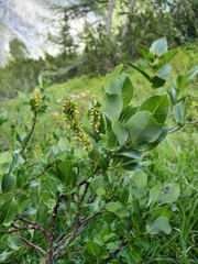 Salix waldsteiniana