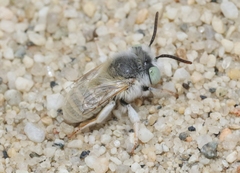 Anthophora hololeuca