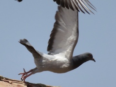 Columba livia