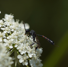 Gasteruption assectator