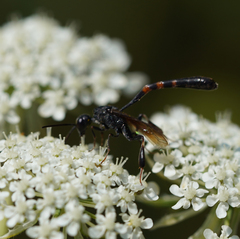 Gasteruption assectator