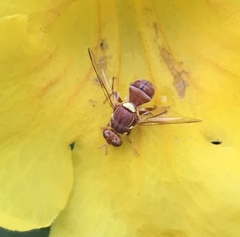 Bactrocera