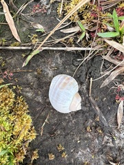 Pomacea