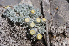 Artemisia constricta