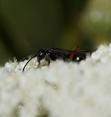 Cryptocheilus versicolor