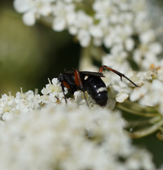 Cryptocheilus versicolor