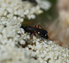 Cryptocheilus versicolor
