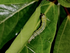 Glyphodes bivitralis