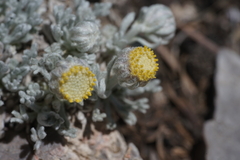 Artemisia constricta
