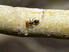 Crematogaster alluaudi