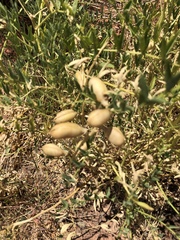Astragalus praelongus
