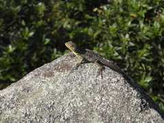 Stenocercus crassicaudatus