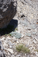 Artemisia constricta