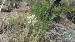 Astragalus osterhoutii