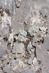 Artemisia constricta