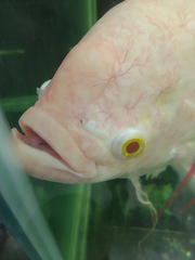 Osphronemus goramy