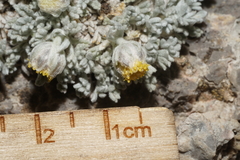 Artemisia constricta