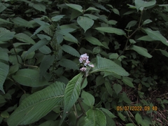 Koenigia campanulata