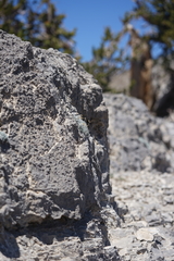Artemisia constricta