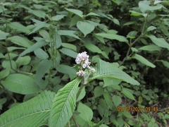 Koenigia campanulata