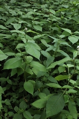 Koenigia campanulata