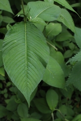 Koenigia campanulata