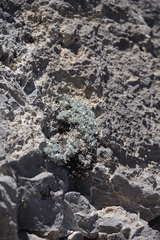 Artemisia constricta