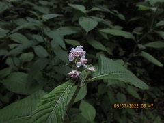 Koenigia campanulata