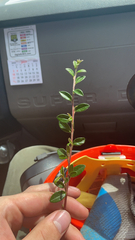 Cotoneaster horizontalis